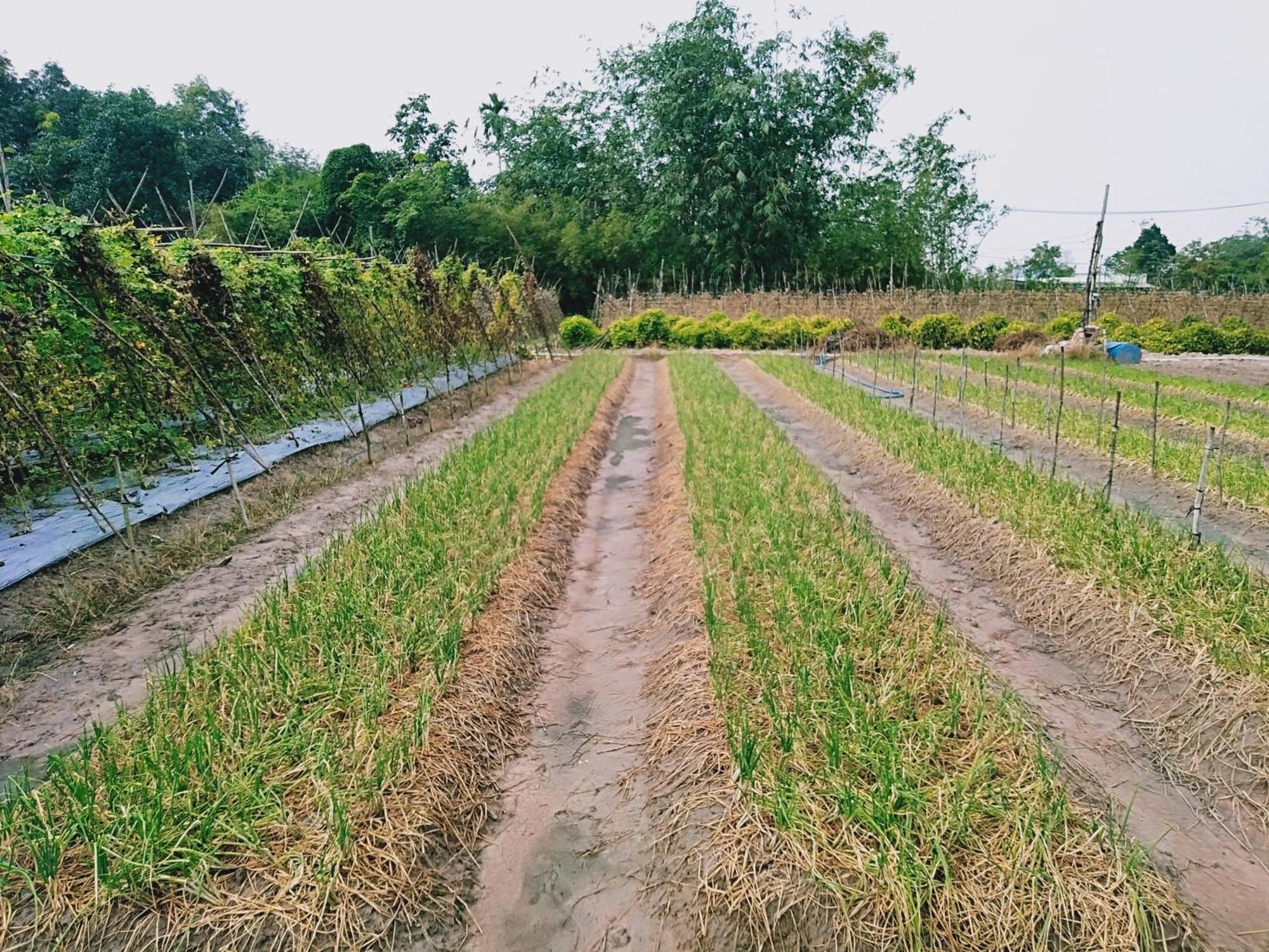 Lotus Farm Retreat Хошимин Экстерьер фото
