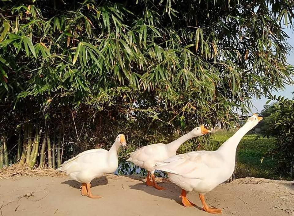 Lotus Farm Retreat Хошимин Экстерьер фото